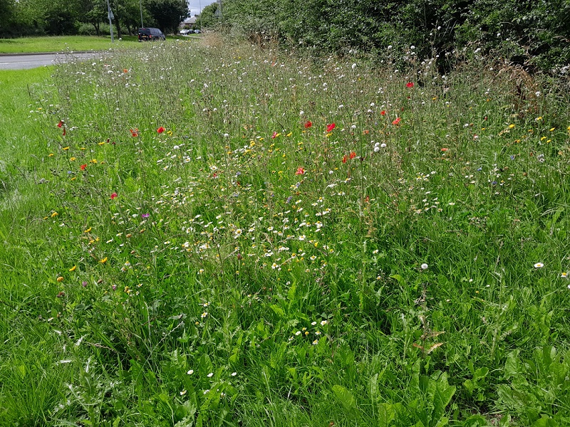 Wildflowers at Broughton Roundabout
